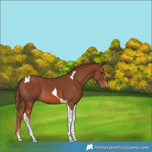 Horse Color:Chestnut Tobiano
