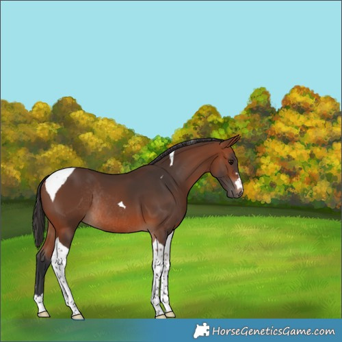 Horse Color:Bay Tobiano Rabicano