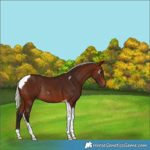 Horse Color:Gray Silver Bay Tobiano Rabicano 