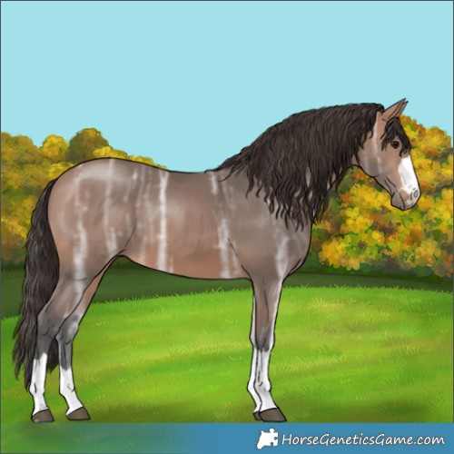 Horse Color:Bay Ice 