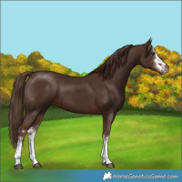Horse Color:White Spotted Liver Chestnut 