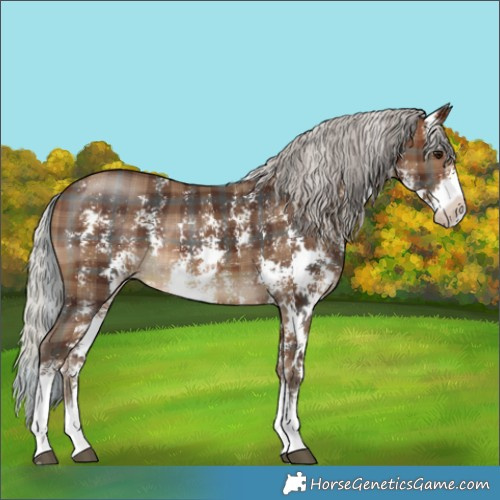 Horse Color:Plaid Silver Brown Sabino Rabicano