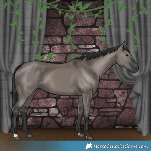 Horse Color:Grullo 