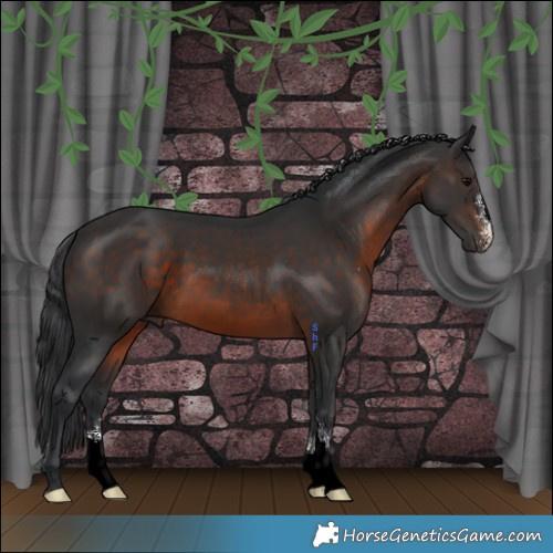 Horse Color:Brown Sabino 