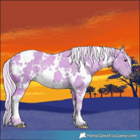 Horse Color:Watercolor White Spotted Palomino