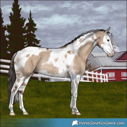 Horse Color:Liver Red Dun Splash Tobiano Rabicano