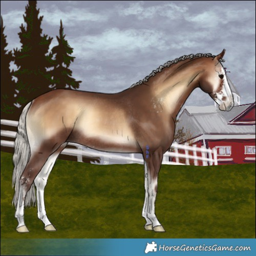 Horse Color:Silver Bay Onyx Sabino Rabicano 