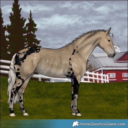 Horse Color:Void Silver Smoky Grullo Tobiano Rabicano 