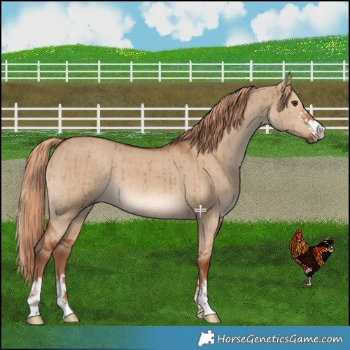 Horse Color:Red Dun Brindle