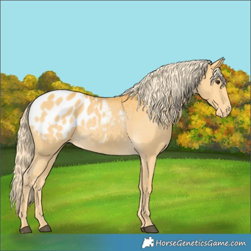 Horse Color:Palomino Appaloosa