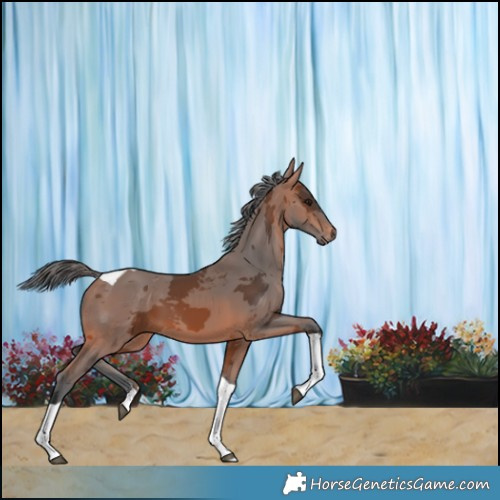 Horse Color:Bay Merle Tobiano 