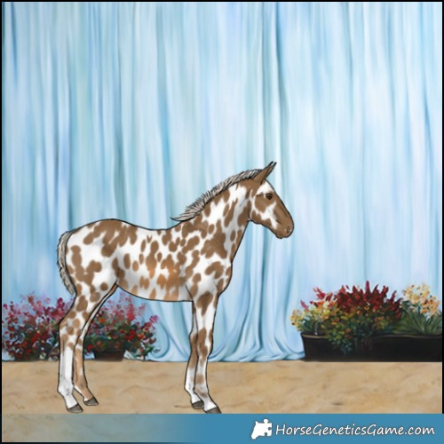 Horse Color:Chocolate Palomino Tobiano Appaloosa 