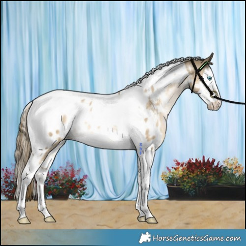 Horse Color:Brown Snowdrop Splash Tobiano Appaloosa Rabicano