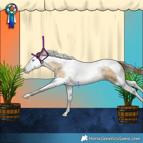 Horse Color:Buckskin Snowdrop Splash Tobiano