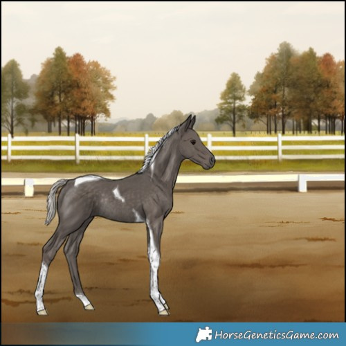 Horse Color:Silver Black Tobiano Rabicano 