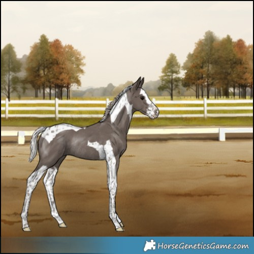 Horse Color:Silver Black Splash Tobiano Rabicano 