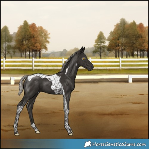 Horse Color:Gray Silver Black Tobiano 