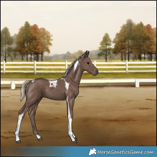 Horse Color:Silver Black Tobiano 