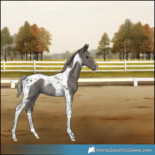 Horse Color:Silver Black Tobiano Rabicano 