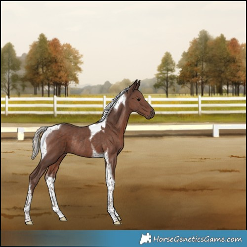 Horse Color:Silver Black Tobiano Rabicano 