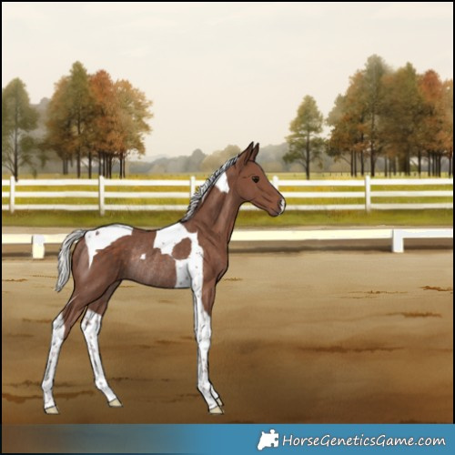Horse Color:Silver Black Tobiano Rabicano 