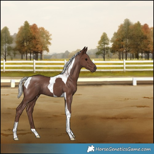 Horse Color:Silver Black Tobiano Rabicano 