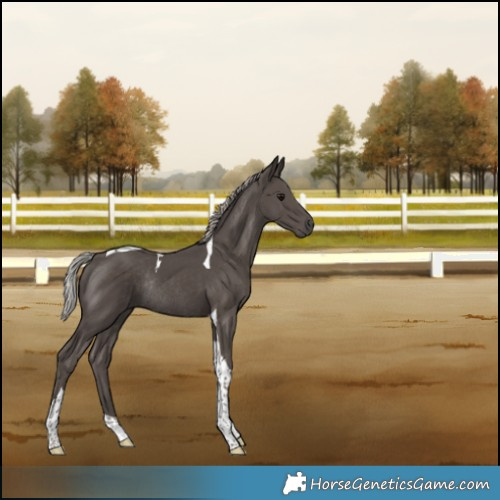 Horse Color:Silver Black Tobiano Rabicano 