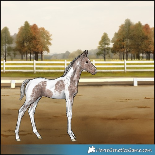 Horse Color:Silver Black Ice Tobiano Rabicano 
