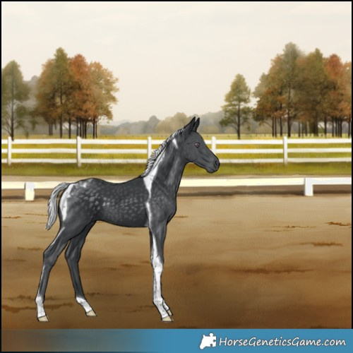 Horse Color:Silver Black Chinchilla Tobiano 