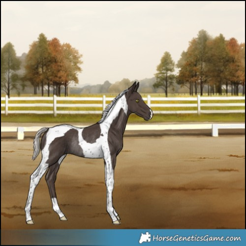Horse Color:Silver Black Tobiano Rabicano 