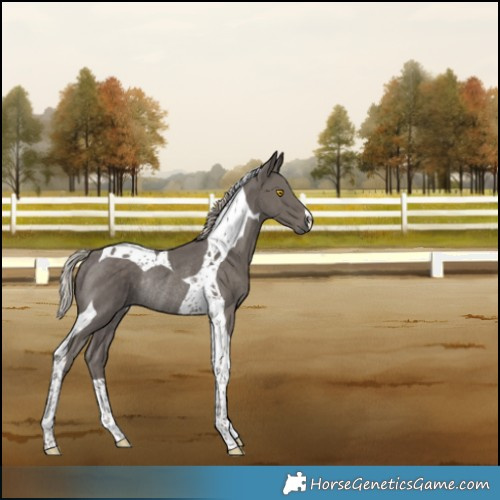 Horse Color:Silver Black Tobiano Rabicano 