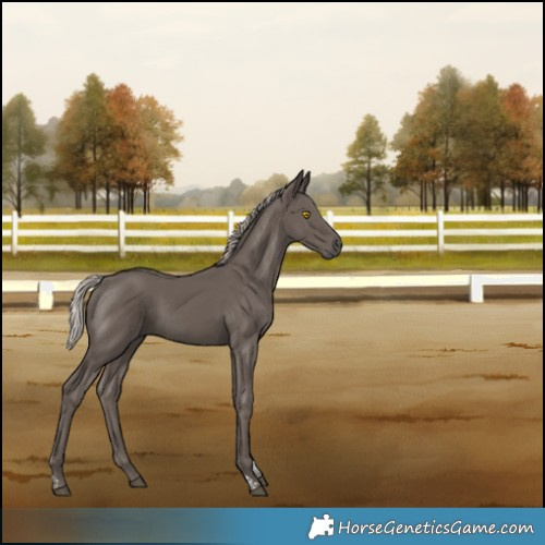Horse Color:Silver Black Tobiano Rabicano 