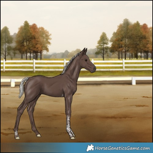 Horse Color:Silver Black Tobiano Rabicano 