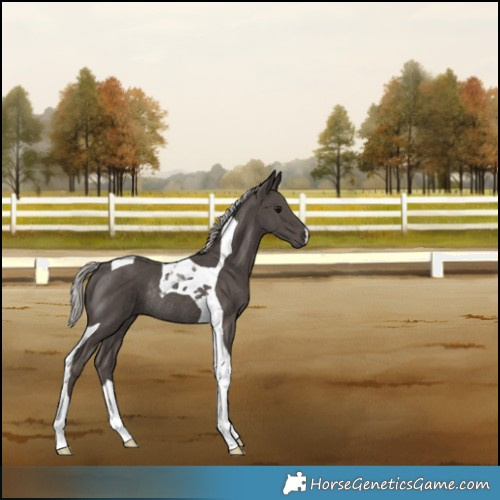 Horse Color:Silver Black Tobiano Rabicano