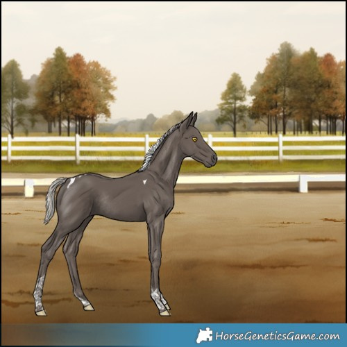 Horse Color:Silver Black Tobiano Rabicano 