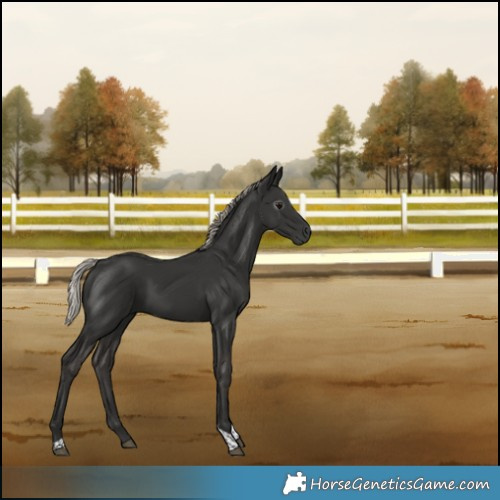 Horse Color:Gray Silver Black Tobiano Rabicano 
