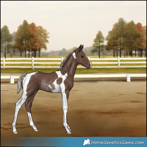 Horse Color:Silver Black Tobiano Rabicano