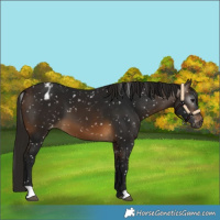 Horse Color:Gray Buckskin Snowflake Varnish 