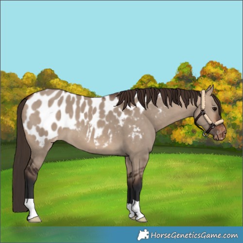 Horse Color:Bay Dun Blanket 