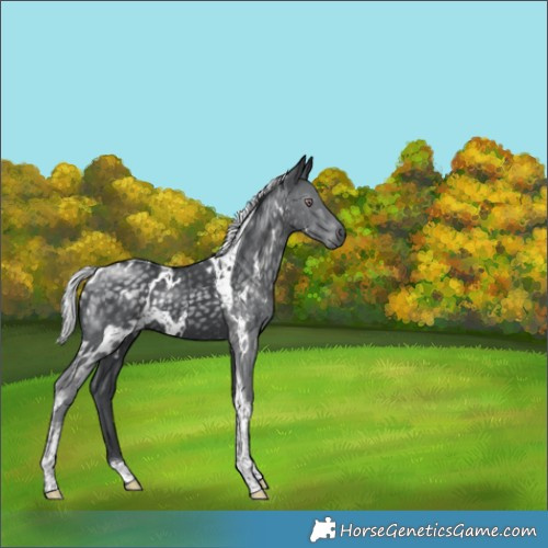 Horse Color:Unknown 