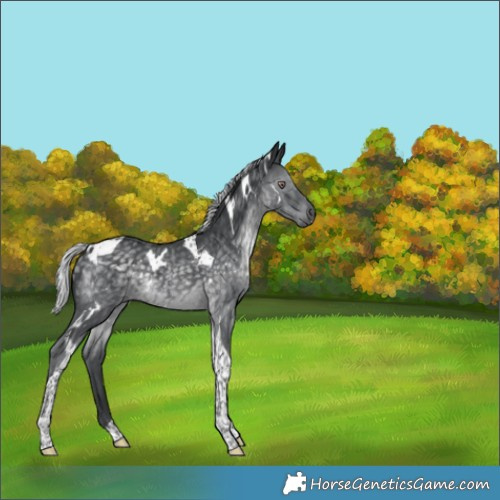 Horse Color:Unknown 