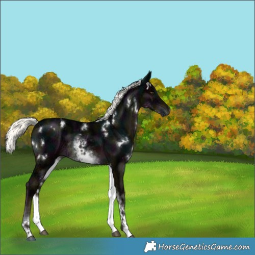Horse Color:Unknown 