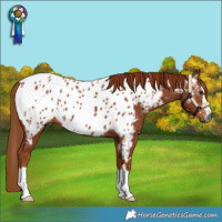 Horse Color:Gray Chestnut Near Leopard