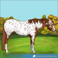 Horse Color:Gray Chestnut Near Leopard 