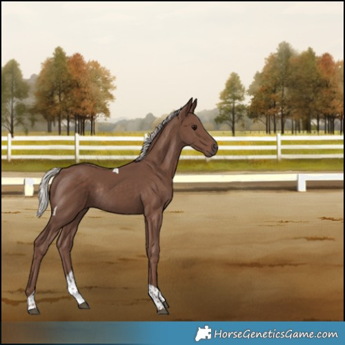 Horse Color:Silver Black Tobiano Rabicano 