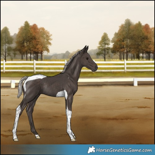 Horse Color:Silver Black Tobiano Rabicano