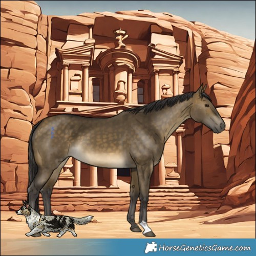 Horse Color:Buckskin Dun 