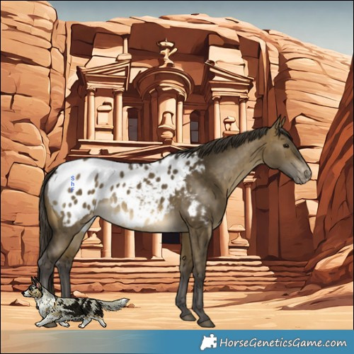 Horse Color:Buckskin Dun Blanket