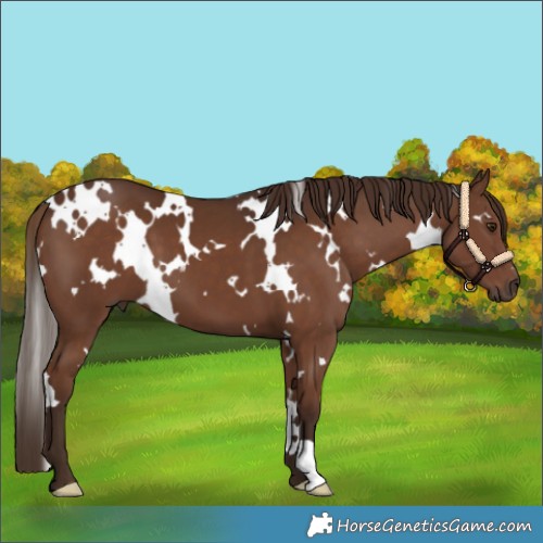 Horse Color:White Spotted Liver Chestnut 