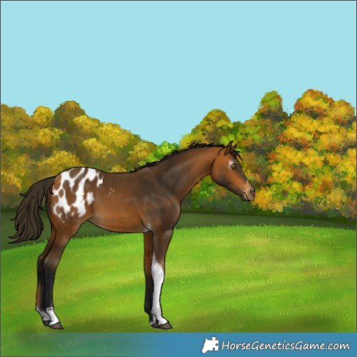 Horse Color:Gray Buckskin Tobiano Appaloosa 